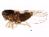  (Delphacodes - BIOUG00806-E08)  @14 [ ] CreativeCommons - Attribution (2011) CBG Photography Group Centre for Biodiversity Genomics