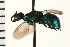  (Hedychrum confusum - LP00251)  @13 [ ] CreativeCommons - Attribution (2009) Unspecified Centre for Biodiversity Genomics