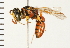  (Philanthus multimaculatus - LP00353)  @15 [ ] CreativeCommons - Attribution (2009) Unspecified Centre for Biodiversity Genomics
