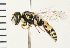  (Philanthus psyche - LP00357)  @11 [ ] CreativeCommons - Attribution (2009) Unspecified Centre for Biodiversity Genomics