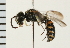 (Cerceris vierecki - LP00362)  @13 [ ] CreativeCommons - Attribution (2009) Unspecified Centre for Biodiversity Genomics