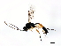  ( - 08BBHYM-0865)  @14 [ ] CreativeCommons - Attribution (2009) Unspecified Centre for Biodiversity Genomics