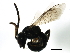  ( - 08BBHYM-0956)  @13 [ ] CreativeCommons - Attribution (2009) Unspecified Centre for Biodiversity Genomics