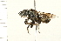  ( - HYMN 0065.02)  @12 [ ] CreativeCommons - Attribution (2008) Unspecified Centre for Biodiversity Genomics