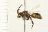  (Nomada banksi - HYMN 0088.02)  @13 [ ] CreativeCommons - Attribution (2008) Unspecified Centre for Biodiversity Genomics