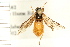  ( - HYMN 0115.02)  @13 [ ] CreativeCommons - Attribution (2008) Unspecified Centre for Biodiversity Genomics