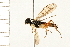  ( - HYMN 0141.02)  @13 [ ] CreativeCommons - Attribution (2008) Unspecified Centre for Biodiversity Genomics