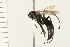  ( - HYMN 0153.02)  @11 [ ] CreativeCommons - Attribution (2008) Unspecified Centre for Biodiversity Genomics