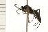  ( - HYMN 0172.02)  @11 [ ] CreativeCommons - Attribution (2008) Unspecified Centre for Biodiversity Genomics