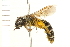  ( - 08BBHYM-0011)  @13 [ ] CreativeCommons - Attribution (2008) Unspecified Centre for Biodiversity Genomics