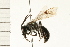  (Andrena mandibularis - 08BBHYM-0040)  @14 [ ] CreativeCommons - Attribution (2008) Unspecified Centre for Biodiversity Genomics