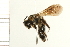  (Andrena alleghaniensis - 08BBHYM-0087)  @14 [ ] CreativeCommons - Attribution (2008) Unspecified Centre for Biodiversity Genomics