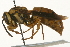  ( - Hcmisc-069)  @13 [ ] CreativeCommons - Attribution (2010) Unspecified Centre for Biodiversity Genomics