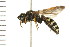  ( - 08BBHYM-0505)  @14 [ ] CreativeCommons - Attribution (2009) Unspecified Centre for Biodiversity Genomics