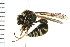 ( - 08BBHYM-0509)  @14 [ ] CreativeCommons - Attribution (2009) Unspecified Centre for Biodiversity Genomics