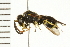  (Ancistrocerus catskill - 08BBHYM-0665)  @14 [ ] CreativeCommons - Attribution (2009) Unspecified Centre for Biodiversity Genomics