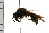  (Ancistrocerus sp. MB-CW - 08BBHYM-0290)  @14 [ ] CreativeCommons - Attribution (2009) Unspecified Centre for Biodiversity Genomics