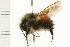  (Bombus melanopygus - 08BBHYM-0308)  @15 [ ] CreativeCommons - Attribution (2009) Unspecified Centre for Biodiversity Genomics