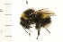  ( - 08BBHYM-0351)  @13 [ ] CreativeCommons - Attribution (2009) Unspecified Centre for Biodiversity Genomics