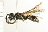  ( - 08BBHYM-0392)  @13 [ ] CreativeCommons - Attribution (2009) Unspecified Centre for Biodiversity Genomics