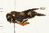  (Ancistrocerus campestris - 08MZPP-038)  @13 [ ] CreativeCommons - Attribution (2008) Unspecified Centre for Biodiversity Genomics