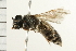  (Halictus virgatellus - 08BBHYM-0403)  @14 [ ] CreativeCommons - Attribution (2009) Unspecified Centre for Biodiversity Genomics