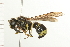  ( - 08BBHYM-0417)  @13 [ ] CreativeCommons - Attribution (2009) Unspecified Centre for Biodiversity Genomics