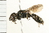  ( - 08BBHYM-0461)  @13 [ ] CreativeCommons - Attribution (2009) Unspecified Centre for Biodiversity Genomics