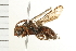  (Nomada sp. 12373 - 08BBHYM-0473)  @13 [ ] CreativeCommons - Attribution (2009) Unspecified Centre for Biodiversity Genomics