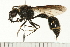  (Eumenes fraternus - 08BBHYM-0723)  @14 [ ] CreativeCommons - Attribution (2009) Unspecified Centre for Biodiversity Genomics