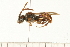 (Nomada hydrophylli - 08BBHYM-0731)  @14 [ ] CreativeCommons - Attribution (2009) Unspecified Centre for Biodiversity Genomics
