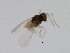  ( - HLC-17713)  @12 [ ] CreativeCommons - Attribution (2008) Unspecified Centre for Biodiversity Genomics