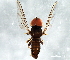  ( - 08TTML-1406)  @14 [ ] CreativeCommons - Attribution (2010) CBG Photography Group Centre for Biodiversity Genomics