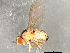  (Phytoliriomyza melampyga - 08TTML-1462)  @13 [ ] CreativeCommons - Attribution (2010) CBG Photography Group Centre for Biodiversity Genomics