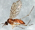  (Sylvicola nr. fuscatus - 08TTML-1523)  @14 [ ] CreativeCommons - Attribution (2010) CBG Photography Group Centre for Biodiversity Genomics