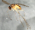  ( - 08TTML-1570)  @13 [ ] CreativeCommons - Attribution (2010) CBG Photography Group Centre for Biodiversity Genomics