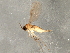  ( - 08TTML-1620)  @11 [ ] CreativeCommons - Attribution (2010) CBG Photography Group Centre for Biodiversity Genomics