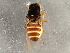  ( - 08TTML-1629)  @12 [ ] CreativeCommons - Attribution (2010) CBG Photography Group Centre for Biodiversity Genomics
