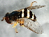  ( - 08TTML-1764)  @14 [ ] CreativeCommons - Attribution (2010) CBG Photography Group Centre for Biodiversity Genomics