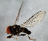 ( - 08TTML-1797)  @13 [ ] CreativeCommons - Attribution (2010) CBG Photography Group Centre for Biodiversity Genomics