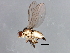  (Phytoliriomyza arctica - 08TTML-0783)  @13 [ ] CreativeCommons - Attribution (2010) CBG Photography Group Centre for Biodiversity Genomics