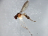  ( - 08TTML-0839)  @13 [ ] CreativeCommons - Attribution (2010) CBG Photography Group Centre for Biodiversity Genomics