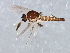  ( - 08TTML-1158)  @13 [ ] CreativeCommons - Attribution (2010) CBG Photography Group Centre for Biodiversity Genomics