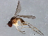  ( - 08TTML-1217)  @13 [ ] CreativeCommons - Attribution (2010) CBG Photography Group Centre for Biodiversity Genomics