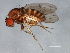  (Drosophila robusta - 08TTML-1054)  @14 [ ] CreativeCommons - Attribution (2010) CBG Photography Group Centre for Biodiversity Genomics