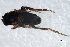  ( - 08TTML-0963)  @12 [ ] CreativeCommons - Attribution (2010) CBG Photography Group Centre for Biodiversity Genomics