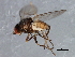  ( - 08TTML-0986)  @12 [ ] CreativeCommons - Attribution (2010) CBG Photography Group Centre for Biodiversity Genomics