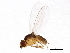  ( - 08TTML-0990)  @13 [ ] CreativeCommons - Attribution (2010) CBG Photography Group Centre for Biodiversity Genomics