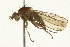  (Scoliocentra flavotestacea - 08TTML-0746)  @14 [ ] CreativeCommons - Attribution (2009) Unspecified Centre for Biodiversity Genomics
