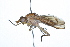  (Tetanocera loewi - 08TTML-0588)  @13 [ ] CreativeCommons - Attribution (2009) Unspecified Centre for Biodiversity Genomics